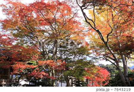 香川県観音寺市大野原町 法泉寺 の紅葉の写真素材