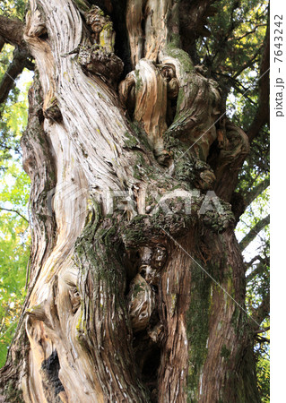 四国霊場第46番札所浄瑠璃寺境内、樹齢約1000年の大樹イブキビャクシン（市天然記念物） 7643242