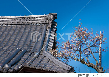 東北院　軒端の梅 7643599