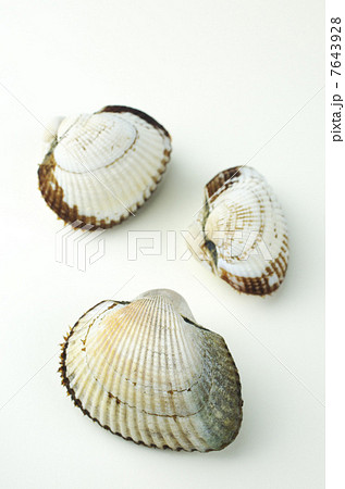 サルボウガイ3個 7643928