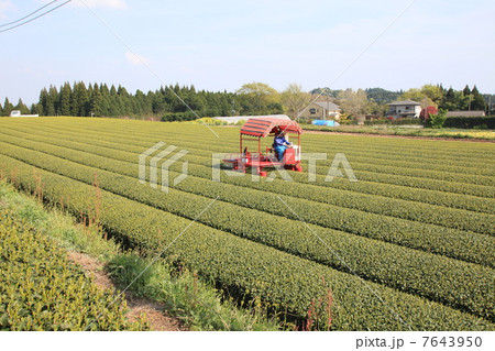 茶摘の農作業 7643950