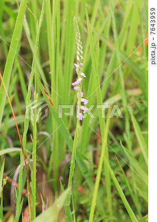 ネジバナ 7643959