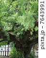 京都　東本願寺　大銀杏 7643991