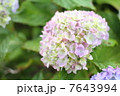 紫陽花 7643994