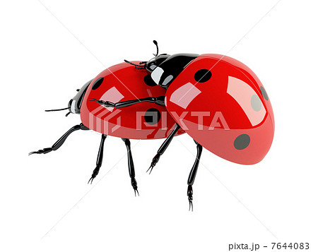 3d mating ladybirds 7644083
