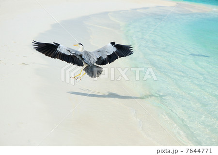 Heron at the beach Heron at the beach 7644771