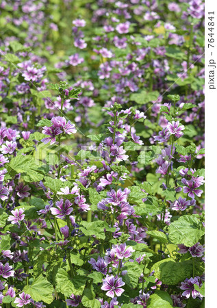 ゼニアオイ（銭葵） 7644841