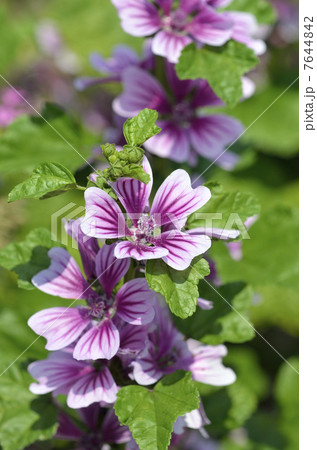 ゼニアオイ（銭葵） 7644842