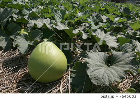 栃木県 ゆうがお(加工すると「かんぴょう」になります) 栃木県 ゆうがお(加工すると「かんぴょう」になります) 7645003