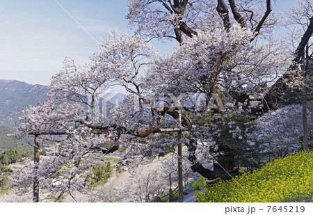３月春 満開のひょうたん桜 四国の春景色 高知県仁淀川町の写真素材