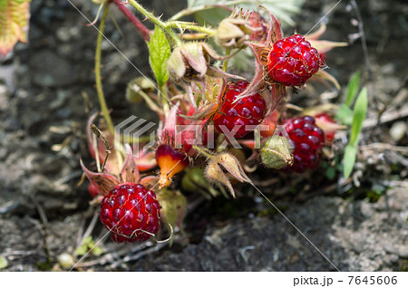 野いちご 7645606