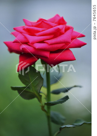 バラ（レッドスター） 7645655