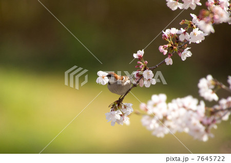 桜とスズメ 7645722