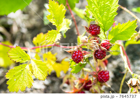 野いちご 7645737