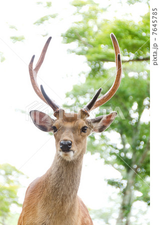 ニホンジカ 7645785