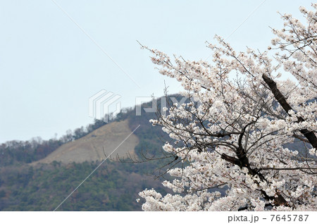 京都 桜と大文字 京都 桜と大文字 7645787