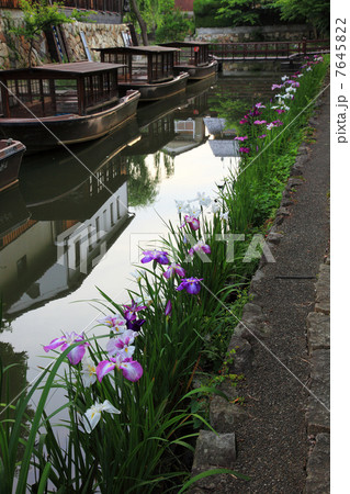 近江八幡掘りのハナショウブ  7645822