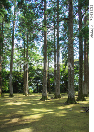 飫肥城本丸跡 7645853