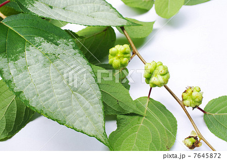 マタタビのでこぼこ果実 7645872