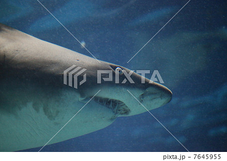 水族館の鮫 水族館の鮫 7645955