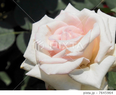 バラ　花嫁 7645964