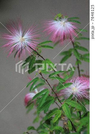花博記念公園・咲くやこの花館のトキワネム 花博記念公園・咲くやこの花館のトキワネム 7646125