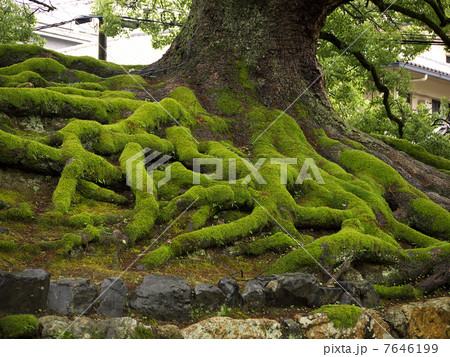 楠木 楠木 7646199