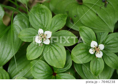 ゴゼンタチバナ ゴゼンタチバナ 7646238