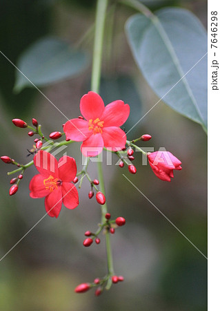 花博記念公園・咲くやこの花館のテイキンザクラ 7646298