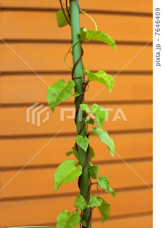 オカワカメ 7646409