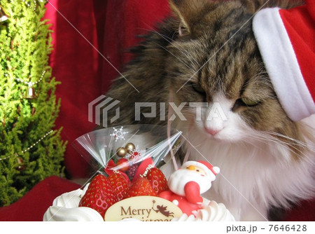 冬のクリスマスのリオン12 冬のクリスマスのリオン12 7646428