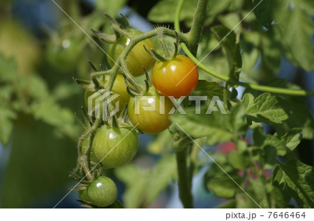 ミニトマト ミニトマト 7646464