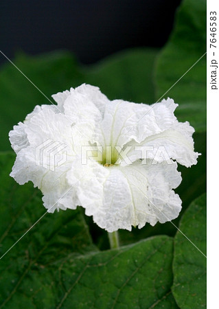 夕顔の花 7646583