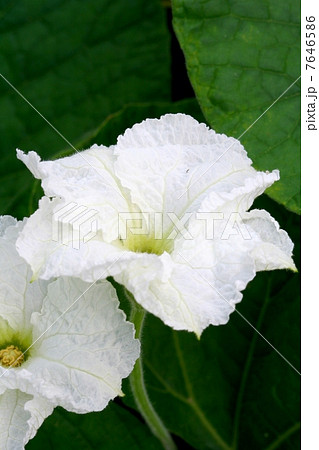 夕顔の花 7646586