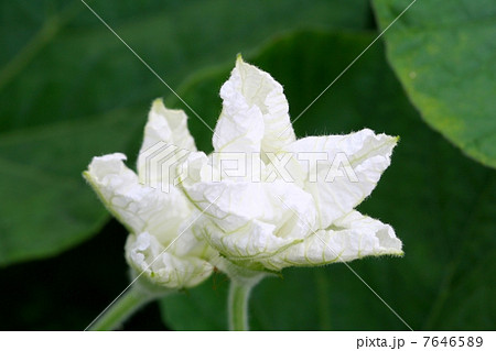 咲きだした夕顔の花 7646589