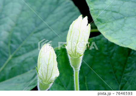 夕顔のつぼみ 7646593