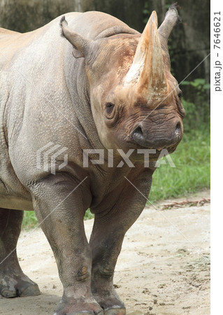 絶滅の危機 クロサイ 絶滅の危機 クロサイ 7646621