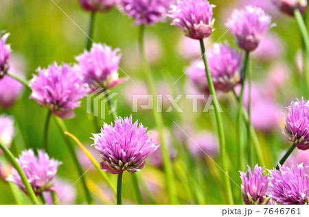 チャイブ 7646761