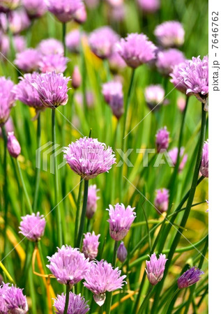 チャイブ チャイブ 7646762