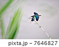 チョウトンボ 7646827