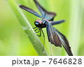 チョウトンボ 7646828