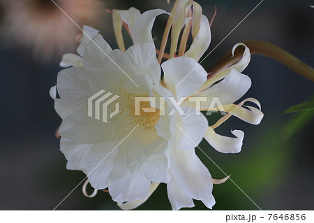 花博記念公園・咲くやこの花館の月下美人 花博記念公園・咲くやこの花館の月下美人 7646856