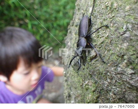 クワガタ虫と子供 クワガタ虫と子供 7647000