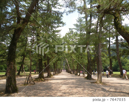 出雲大社　松の参道 7647035