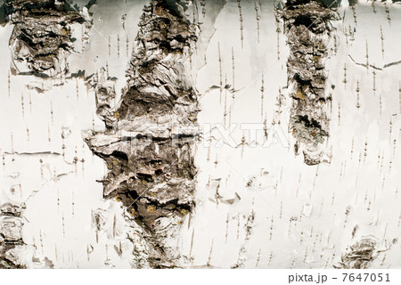 Birch Bark - fine nature background Birch Bark - fine nature background 7647051