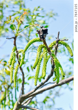Blossoming walnut on blue sky backgruond Blossoming walnut on blue sky backgruond 7647105