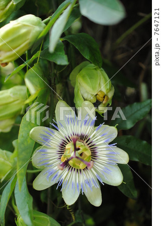 花博記念公園のトケイソウ 7647121