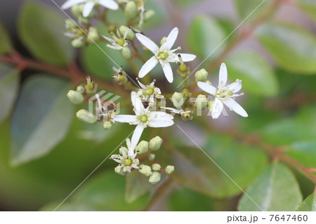カレーリーフの花 7647460