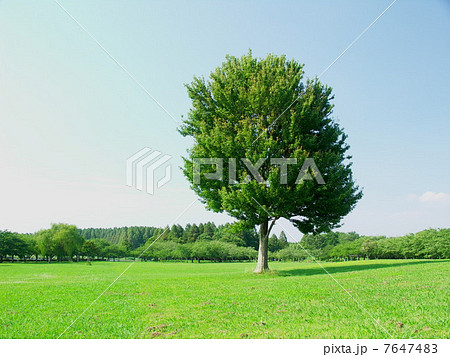 草原の大木 7647483