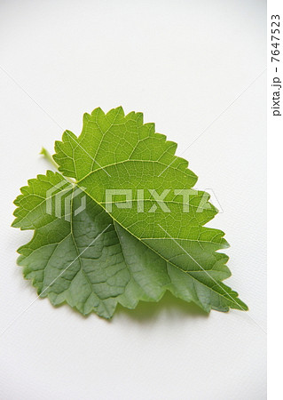桑の葉 7647523